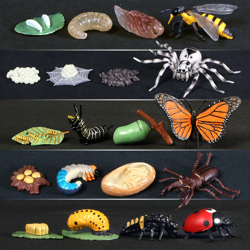 Animals Growth Cycle Figure Toys